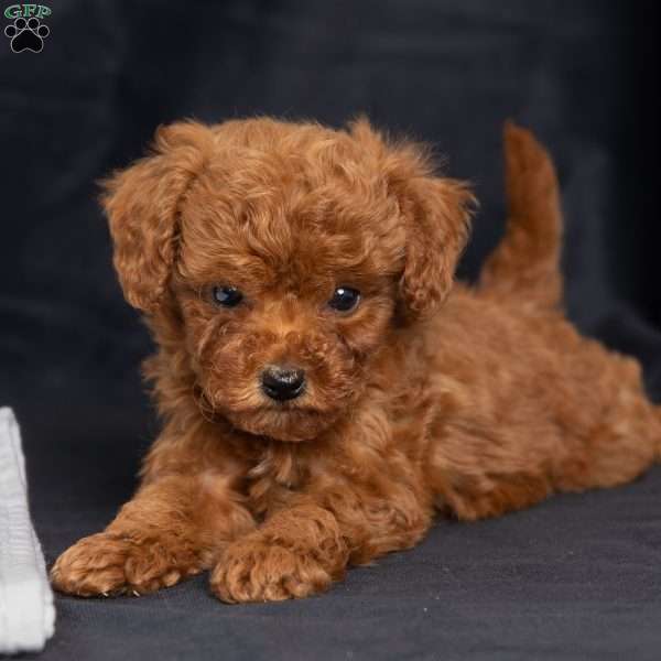 Amber, Toy Poodle Puppy